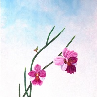 gallery500-elsie-orchids2